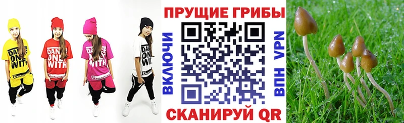 Псилоцибиновые грибы GOLDEN TEACHER  Купить закладки  Велиж 